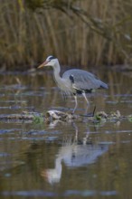 Grey heron (Ardea cinerea), adult heron standing on a water lily root in the water, Neckar valley,