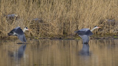 Grey heron (Ardea cinerea), disputes in front of the colony in the reeds, Neckar valley,