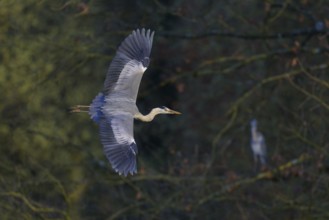 Grey heron (Ardea cinerea), adult heron in flight, evening light, Neckar valley, Baden-Württemberg,
