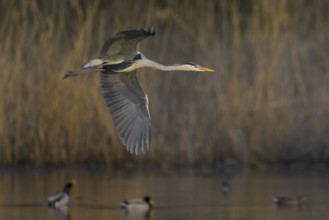 Grey heron (Ardea cinerea), adult heron in flight in front of reeds, evening light, Neckar valley,
