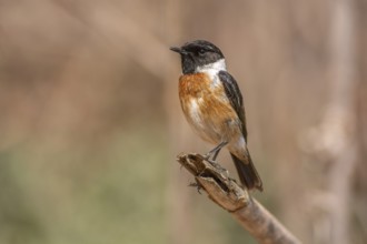 Stonechat (Saxicola rubicola) sitting on a branch. Sous Massa, Morocco