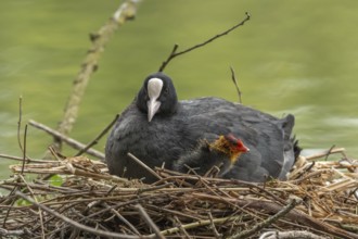 A burbot (Fulica atra) broods its two-day-old chicks on its nest. Bas rhin, Alsace, grand est,