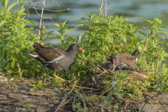 A pair of Common Moorhens (Gallinula chloropus) are looking after their few-day-old chicks.Bas