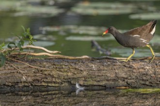 A bog hen (Gallinula chloropus) runs over a tree trunk to her chicks in her nest. Bas rhin, Alsace,