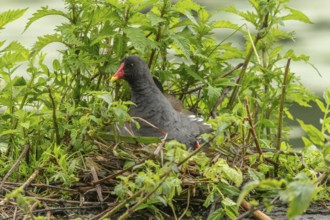 A Moorhen (Gallinula chloropus) on its nest broods its few-day-old chicks. Bas rhin, Alsace, grand