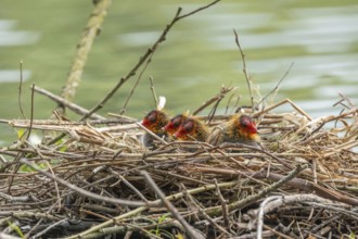 Two-day-old coelacanth (Fulica atra) in its nest. Bas rhin, Alsace, grand est, France