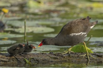 A common moorhen (Gallinula chloropus) provides food for its two-week-old young owl. Bas rhin,