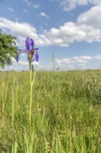 Siberian iris flowers in a meadow in a protected nature reserve. Herbsheim, Bas rhin, Alsace, grand