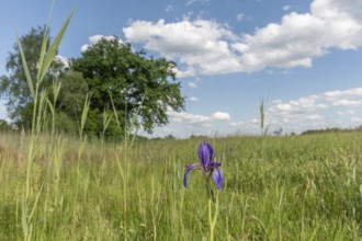 Siberian iris flowers in a meadow in a protected nature reserve. Herbsheim, Bas rhin, Alsace, grand