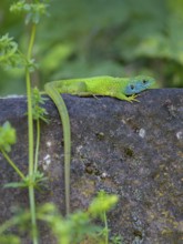 Western green lizard (Lacerta bilineata), resting on a stone of a dry stone wall, Neckar valley,