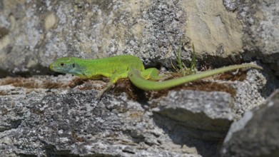 Western green lizard (Lacerta bilineata), resting on a stone of a dry stone wall, Neckar valley,
