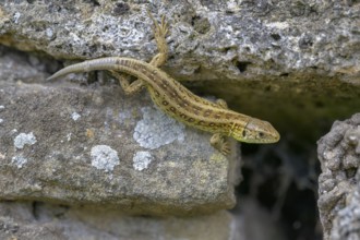 Sand lizard (Lacerta agilis), female, resting on a stone of a dry stone wall, Neckar valley,