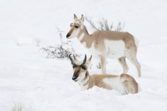 Pronghorn antelope, American antelope (Antilocapra americana), two pronghorns, male and female, a