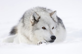 Wolf, Garuwolf, Timberwolf (Canis lupus) in winter, lying in snow, beautiful amber coloured eyes,