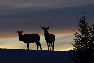 Deer, Wapitis (Cervus canadensis), North American deer, pair on a small hill, hilltop, silhouette