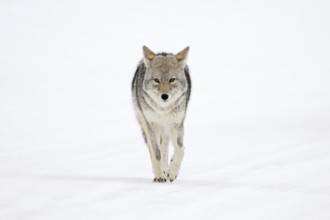 Eye contact... Coyote (Canis latrans) in winter walking directly towards the camera, frontal shot
