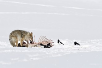 Beneficiaries of the wolf kill... Coyote (Canis latrans) feeds on the remains of a carcass lying in