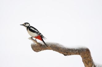 Great Spotted Woodpecker (Dendrocopos major) in clear, snowy white winter, minimalistic image,