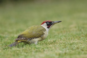 Rainy wet... Green woodpecker (Picus viridis), also known as the pileated woodpecker, looking for
