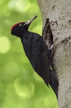 Black Woodpecker (Dryocopus martius), adult male, perched in font of its nesting hole in a tree