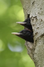 Black Woodpecker (Dryocopus martius), two young birds looking expectantly out of a natural nest