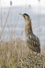 Bittern (Botaurus stellaris), adult bird in winter, climbing on a pile of sedge, reed grass,