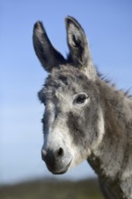 Grey donkey... Donkey (Equus asinus), domestic donkey, head portrait, also suitable for herd