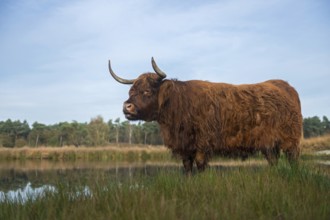 Highland cattle (Bos primigenius taurus), rustic, robust breed of cattle, grazing cattle used to