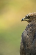 A piercing gaze... Lesser spotted eagle (Aquila pomarina), rare, highly endangered, smaller eagle