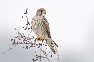 Kestrel (Falco tinnunculus), adult female in winter, well-known native small bird of prey, sitting