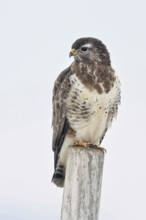 Beautiful to look at... Buzzard (Buteo buteo) in winter, most common native bird of prey, native