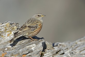 Impressive survivor... Alpine accentor (Prunella collaris), a well-adapted high mountain bird that