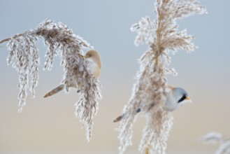 Bearded tits (Panurus biarmicus), pair, male and female, sitting on reed fronds, in reed grass,