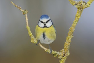 Eye contact... Blue tit (Cyanistes caeruleus) looking directly into the camera, funny picture,