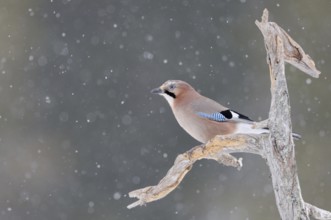 Eurasian Jay (Garrulus glandarius) in winter in snowfall, perched on an old rotten tree, in snow,
