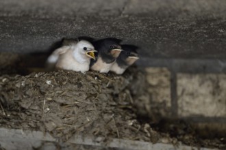 Barn Swallows (Hirundo rustica), begging chicks in nest, almost fledged, one with white plumage