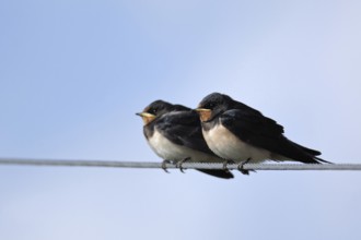 Fledged young birds... Barn swallows (Hirundo rustica), young swallows sitting on a power line in