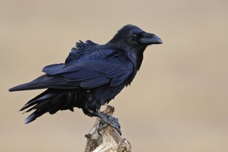 Companion of the Vikings... Raven (Corvus corax), detailed close-up of our largest raven, known for