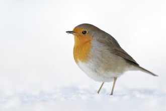Robin (Erithacus rubecula), well-known native songbird, in winter in the snow, stays with us all