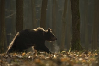 European brown bear (Ursus arctos) running, roaming in early morning light, backlight, through a
