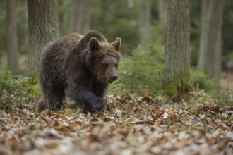 Young brown bear... European brown bear (Ursus arctos) migrating through its natural habitat in