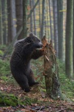 Where brute force reigns... European brown bear (Ursus arctos), young bear smashes a rotten tree