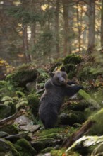 In the wilderness of Europe... European brown bear (Ursus arctos), young bear in the natural