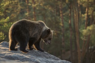 On an exploratory tour... European brown bear (Ursus arctos), still young bear exploring its