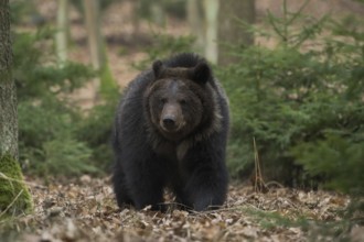 European brown bear (Ursus arctos) walks through the undergrowth of a forest in search of food,