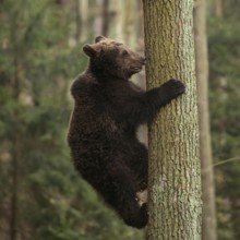 Good climber... European brown bear (Ursus arctos), young bear, bear cub climbs up a tree, up or