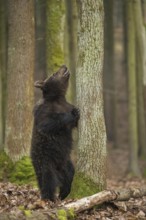 European brown bear (Ursus arctos) in the forest, standing in front of a tree, standing on its hind