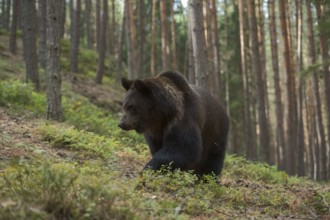 In a typical habitat... European brown bear (Ursus arctos) moving through a mountain forest, bear