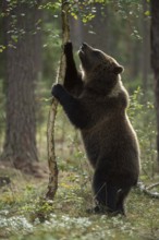 Upright on its hind legs... European brown bear (Ursus arctos), young bear stands upright on its
