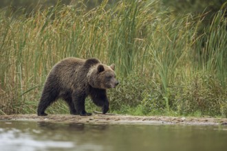 European brown bear (Ursus arctos) walking along the narrow shore of a lake or body of water in